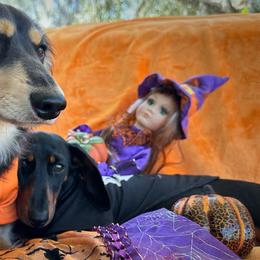 Dachshunds from Dixie Dachshund Delights