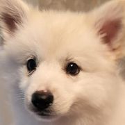 American Eskimo Dogs from Kathy's American Eskimo Dogs