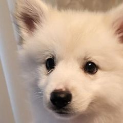 American Eskimo Dogs from Kathy's American Eskimo Dogs