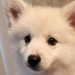 American Eskimo Dogs from Kathy's American Eskimo Dogs
