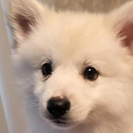 American Eskimo Dogs from Kathy's American Eskimo Dogs