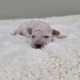 Kayla (AKC) - Cream female Poodle puppy in Rainbow City, Alabama from Spinks Poodles