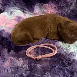 Girl 1 - Mahogany female Irish Setter puppy in Colville, Washington from Daesyn Setters