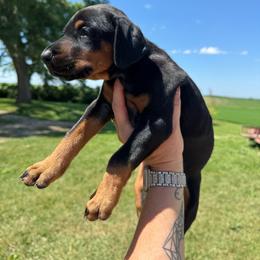 June - Black and rust female Doberman Pinscher puppy in Aplington, Iowa from Royal Dynasty Dobermann Kennel