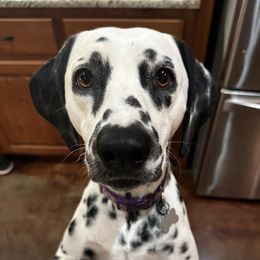 Holly - Dalmatian