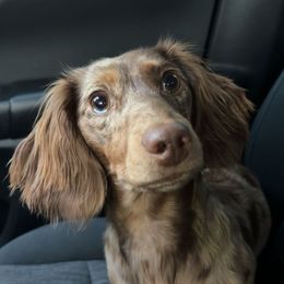 Dachshund All Grown Up from Western Slope Weenies