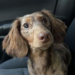 Dachshund All Grown Up from Western Slope Weenies
