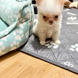 Tesla - Cream female Chihuahua puppy in Williamsburg, Virginia from PAWSitive Cheeky Chihuahuas