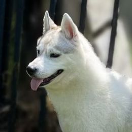 Halo - Siberian Husky