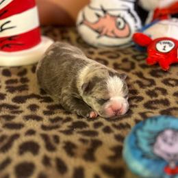 Phlox (Frenchton) - Blue male Companion Cross puppy in Peru, Indiana from Angie's Little Bostons And Frenchies