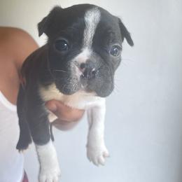 Black/Boy 4 - Black brindle and white Boston Terrier puppy in Ellicott City, Maryland from Thee Puppy Lady🐾