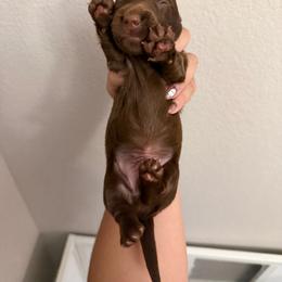 Boy 2 - Chocolate male Dachshund puppy in Oroville, California from Barnes’ Doxies