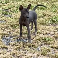 Cannoli - Xoloitzcuintli puppy in Dillwyn, Virginia from Simply Xolos