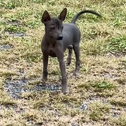 Cannoli - Xoloitzcuintli puppy in Dillwyn, Virginia from Simply Xolos