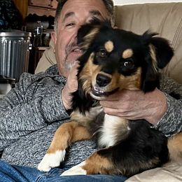 Loretta - Black tri-color Australian Shepherd puppy in Alamogordo, New Mexico from Two Nichols Aussies