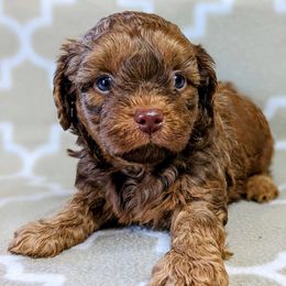 Yorkipoo and Yorkshire Terrier Puppies from Pup Moi Furrever Pets