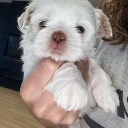 Shih Tzu Puppies from Jenny's Shih Tzus