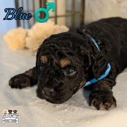 Blue Boy - Black gold and silver male Shihpoo puppy in Rockledge, Florida from Stormie's Doodles