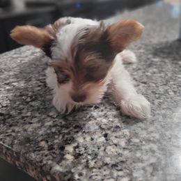 Yorkshire Terrier Puppies from Southeast Virginia Yorkies