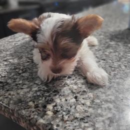 Yorkshire Terrier Puppies from Southeast Virginia Yorkies