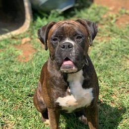 kane - Boxer