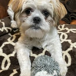 Shih Tzus from Premier Shih-tzu’s of NC