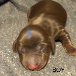 Boy Blue - Chocolate and tan male Dachshund puppy in Smyrna, Tennessee from Southern Select Dachshunds