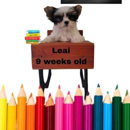 Lacey's Pink Girl - Parti female Yorkshire Terrier puppy in Inverness, Florida from Luvayorkie&more