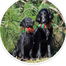 Flat-Coated Retriever puppies from JUBILEE KENNELS - AKC AWARD of MERIT BREEDER since 1998
