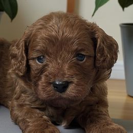 Dylan - Red male Cavapoo puppy in Oklahoma from Rocky Oak Cavaliers & Biewer Terriers LLC