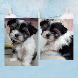 Prince Charming - Piebald male Morkie puppy in Eureka, California from Bratpack Babydolls