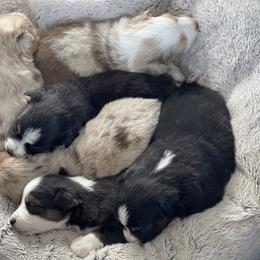 Australian Shepherd, Miniature American Shepherd, Miniature Australian Shepherd, and Toy Australian Shepherd Puppies from Painted Blue Aussies