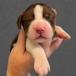 Boston - Liver white and tan male English Springer Spaniel puppy in Fort White, Florida from Thunderbird Springers
