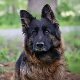 Jada - German Shepherd