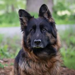 Jada - German Shepherd