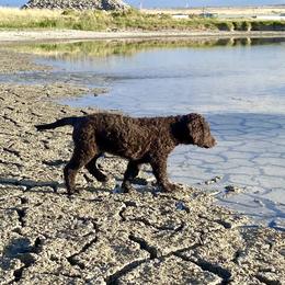 Curly-Coated Retriever Puppies from Betacoil Curly Coated Retrievers