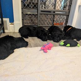 Giant Schnauzer Puppies from Princess Vivi Giant Schnauzer