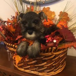 Miniature Schnauzer Puppies from D’Elegant Paws