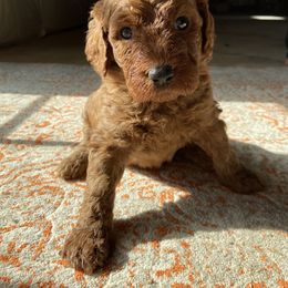 Goldendoodle Puppies from Penny Doodles VA