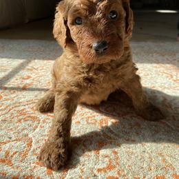 Goldendoodle Puppies from Penny Doodles VA