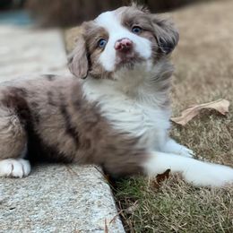 Australian Shepherd and Miniature Australian Shepherd Puppies from Aussie Trail Farms