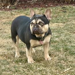 Olive - French Bulldog