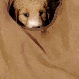 Aussiedoodle, Goldendoodle, and Labradoodle Puppies from Loving Doodle