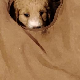 Aussiedoodle, Goldendoodle, and Labradoodle Puppies from Loving Doodle