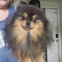 Patches - Black and tan male Pomeranian puppy in Indianola, Iowa from Argetsinger Poms