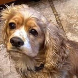 Archie - Cocker Spaniel