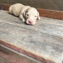 Sunny - Cream male Dachshund puppy in Squires, Missouri from Hudson’s Hounds