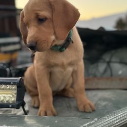Yellow Collar - Yellow Labrador Retriever puppy in Sandy, Utah from Kristen's Labs