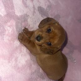 Marshall - Red male Dachshund puppy in Madisonville, Tennessee from L&A Dachshunds