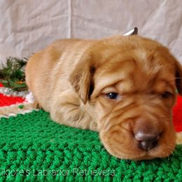 Labrador Retriever Puppies from Kilgore’s Labrador Retrievers